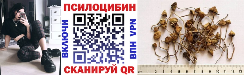 Псилоцибиновые грибы Psilocybine cubensis  blacksprut tor  Дигора 